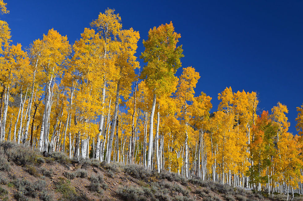 pando, el bosque gigante de clones