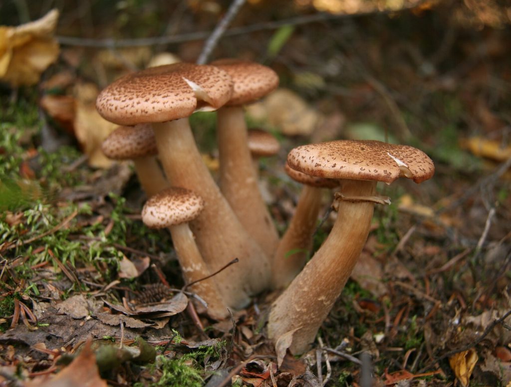 hongo gigante Armillaria ostoyae