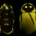 cucaracha bioluminecente