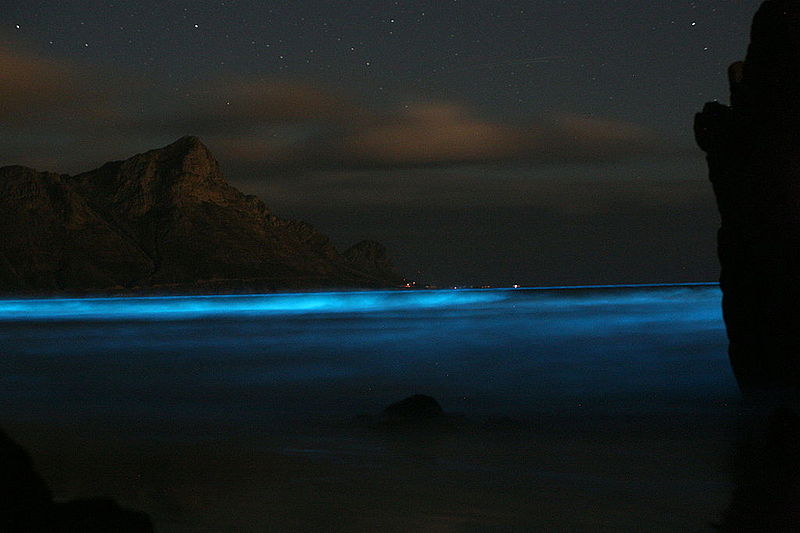 bioluminecesencia