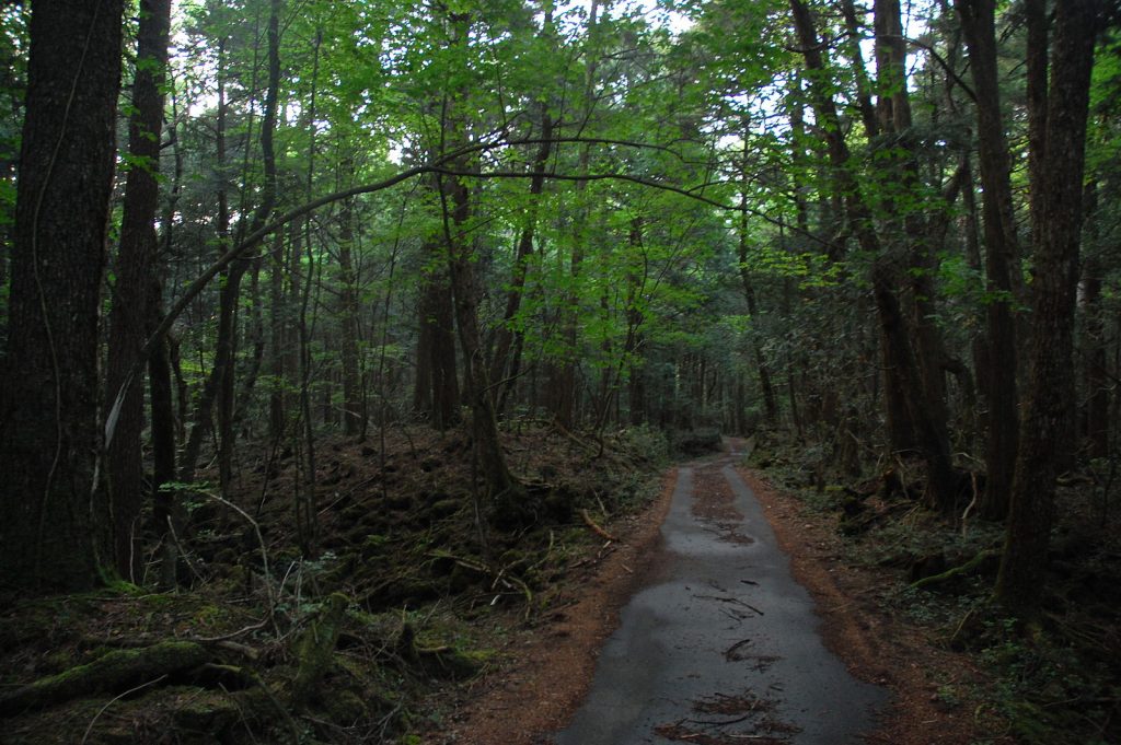 Camino en el bosque de Aokigahara en japón