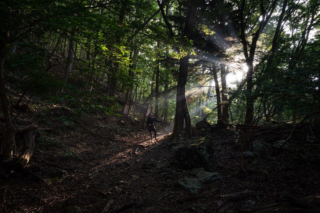 bosque Aokigahara en japón