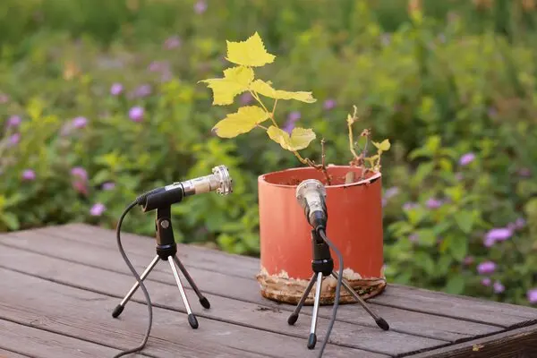 escuchando a las plantas