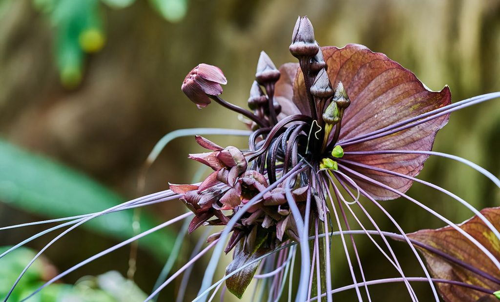 flor de murciélago negra