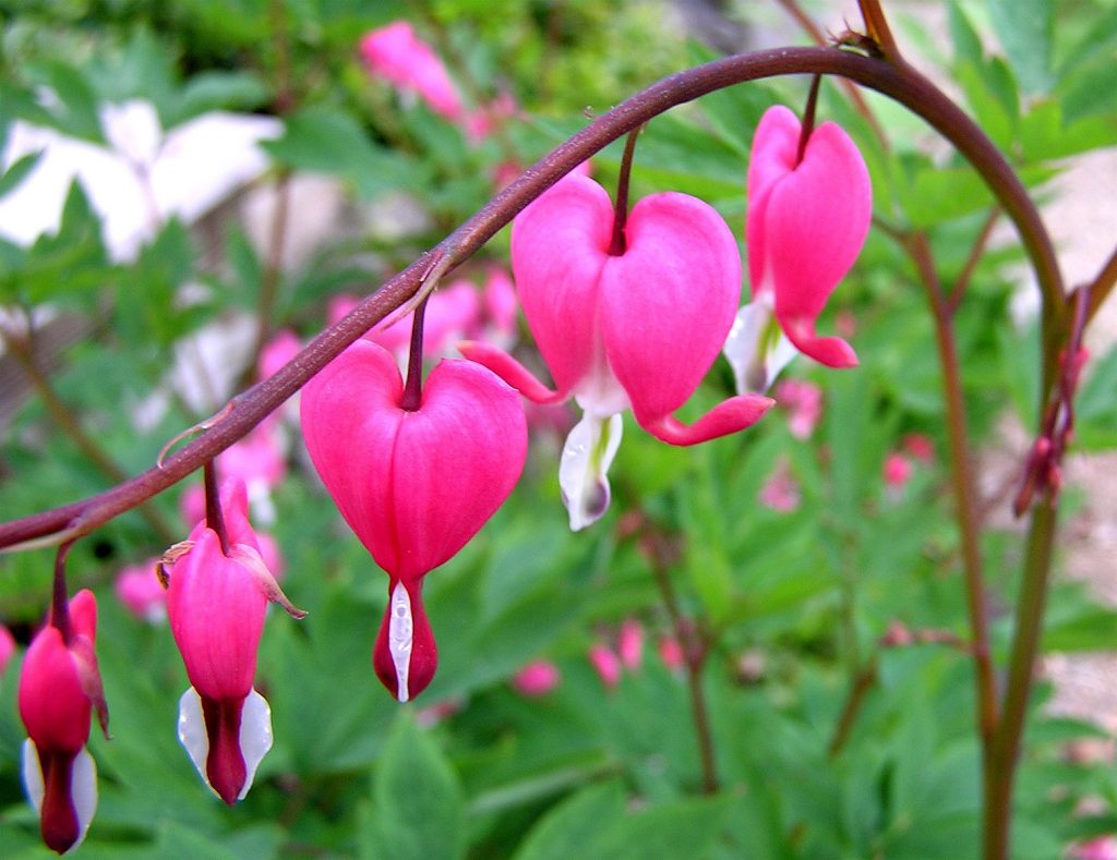 planta El Corazón Sangrante