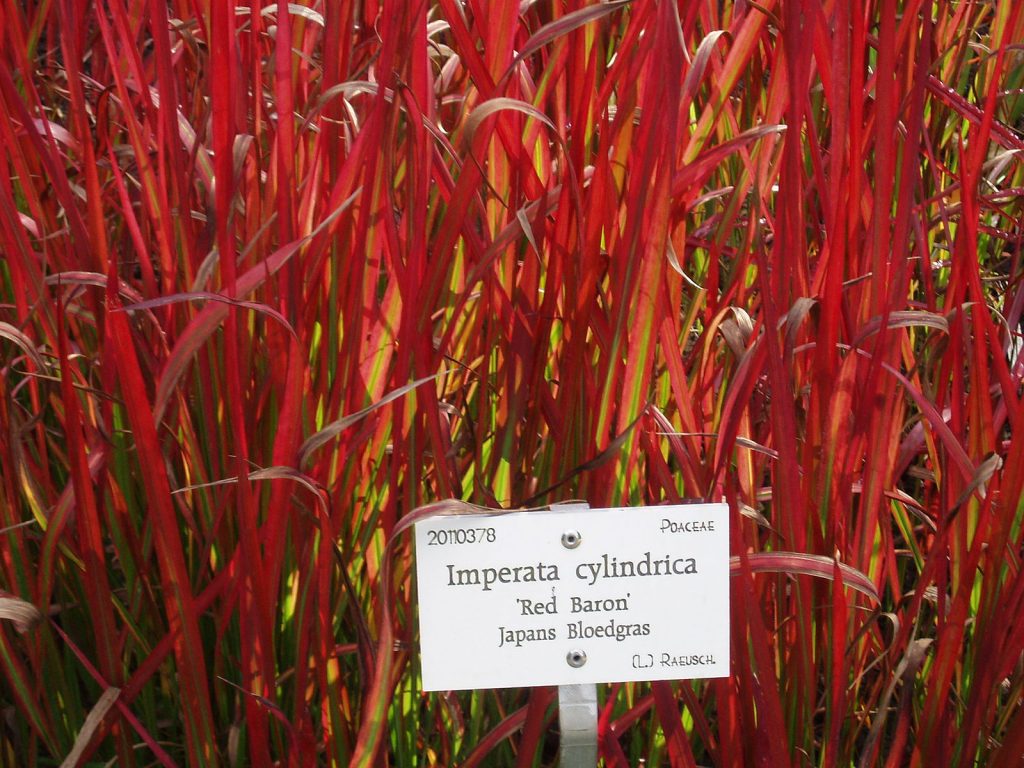 hierba Pasto de Sangre Japonés