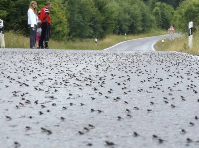 Lluvia de ranas en Alemania