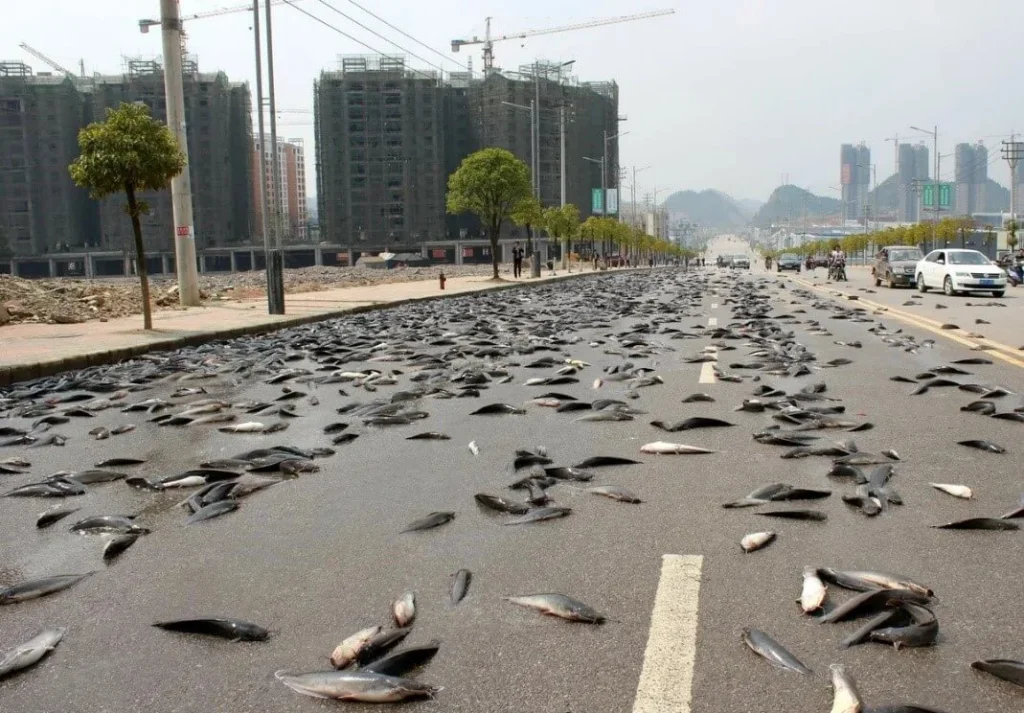 Lluvia de peces en Honduras