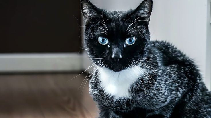 gato Salmiak
