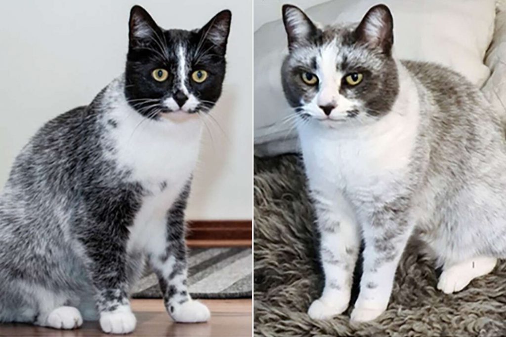 gato Salmiak