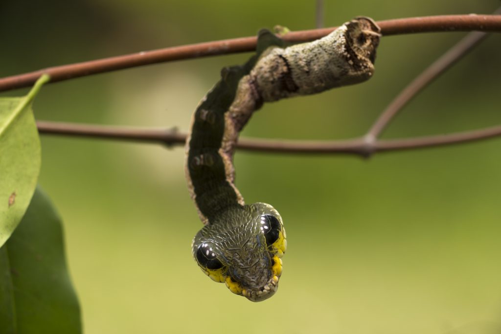 Oruga Falsa Serpiente