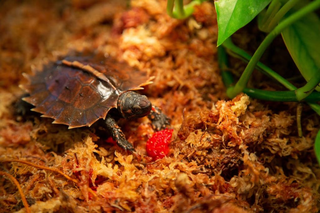 Tortuga Espinosa