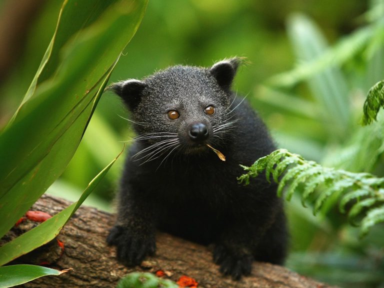 binturong o gato oso