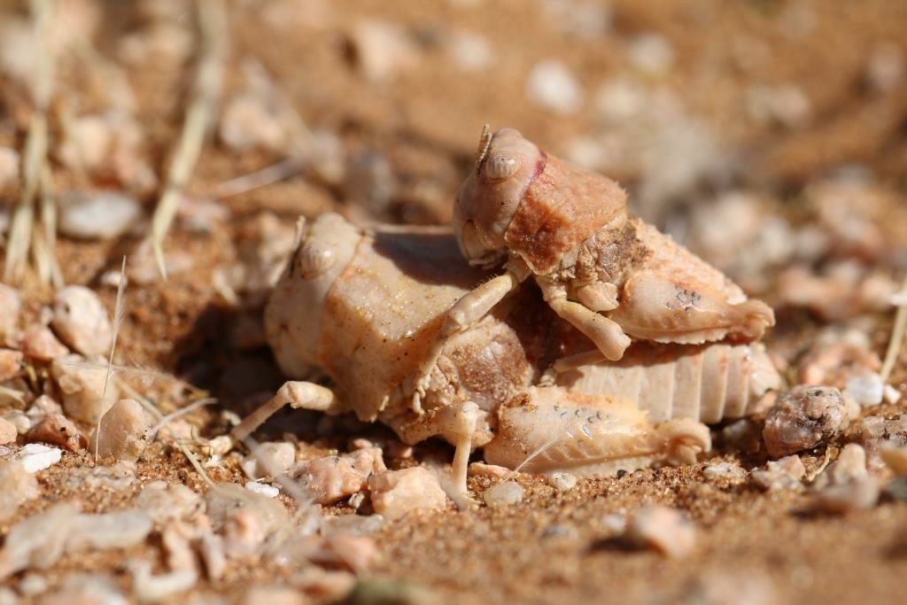 Saltamontes de Cuarzo de Sudáfrica