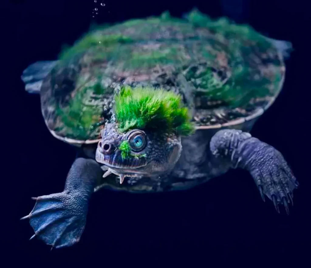 Tortuga de Río Mary