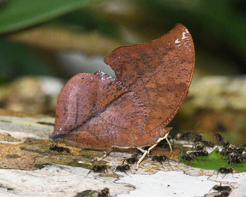 Mariposa Hoja Muerta
