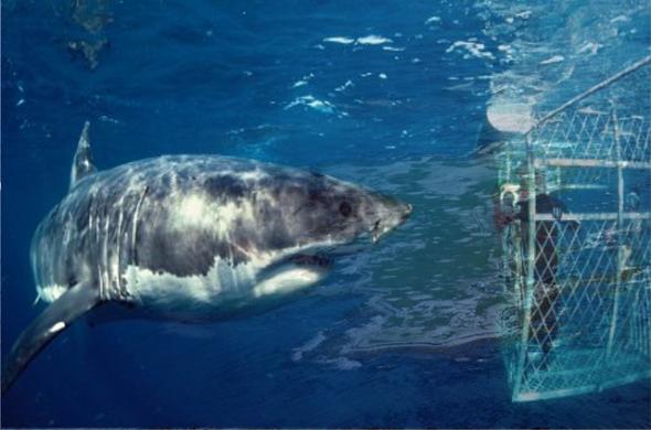 tiburón