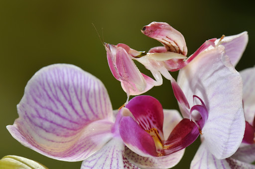 mantis orquídea