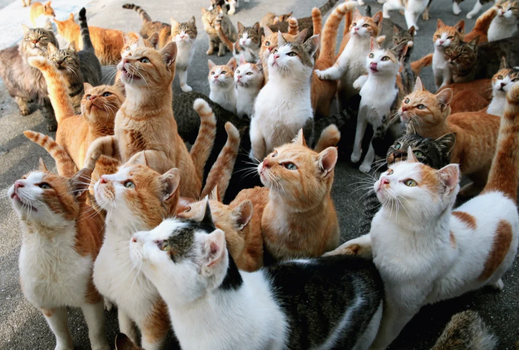 isla de los gatos