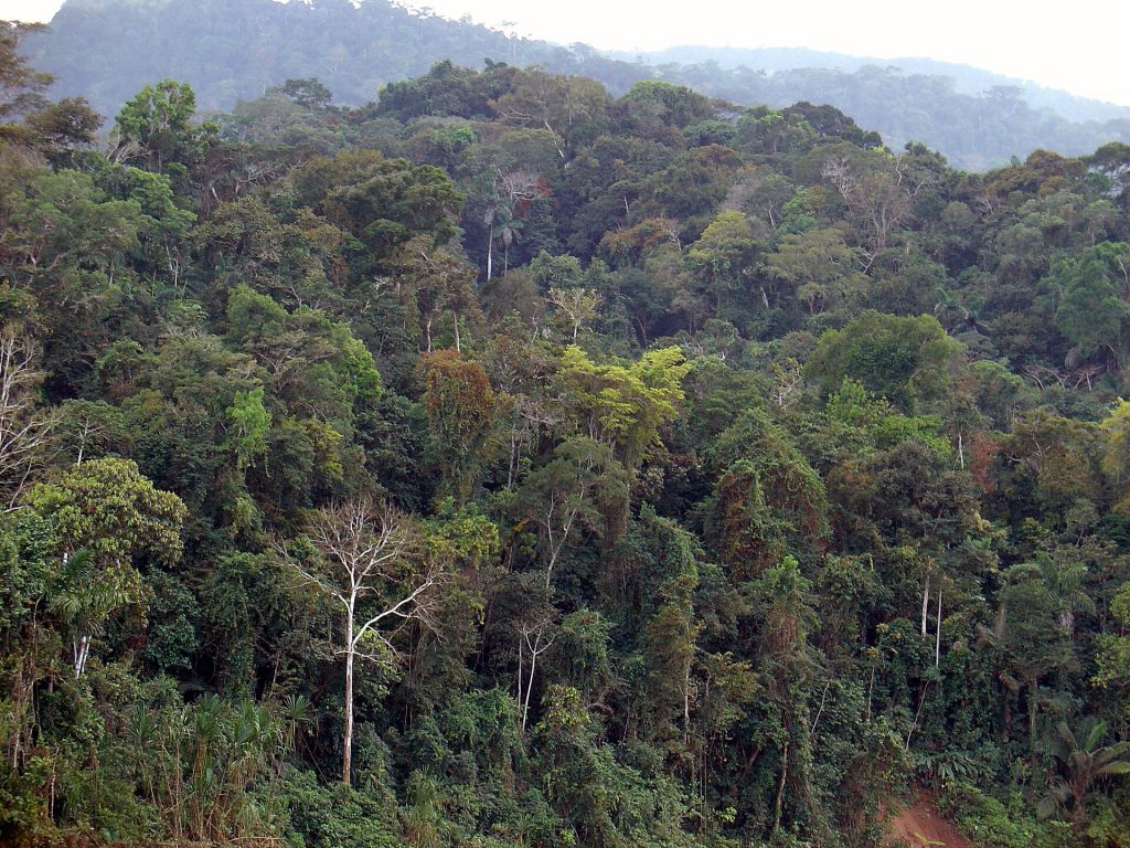 La selva amazónica en Perú. 