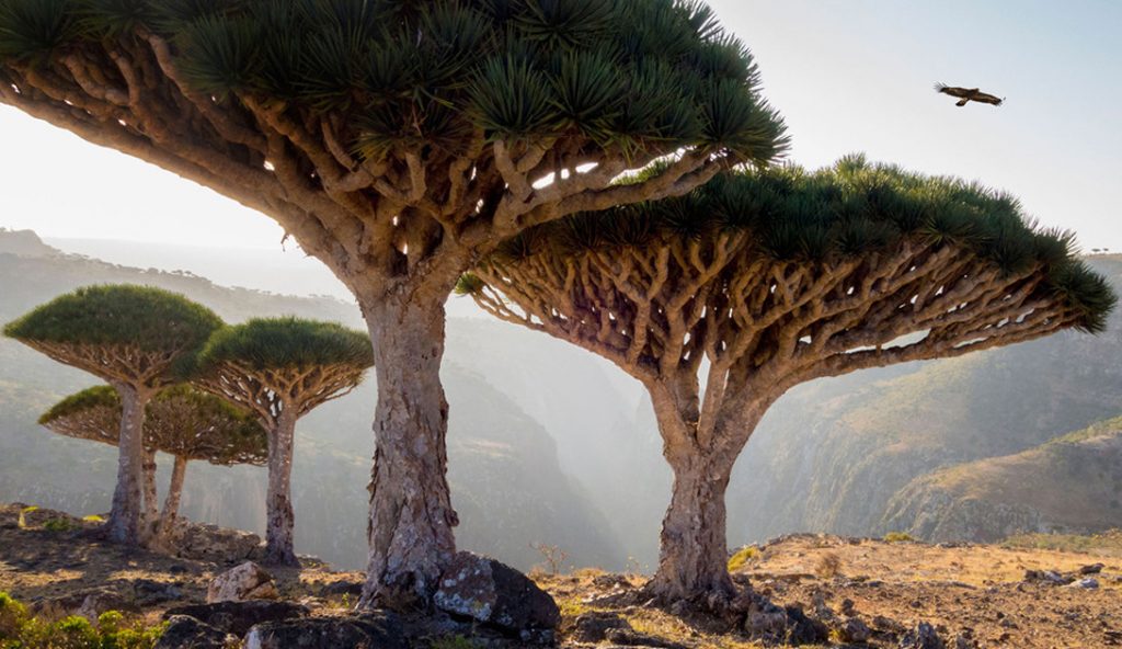 isla Socotra