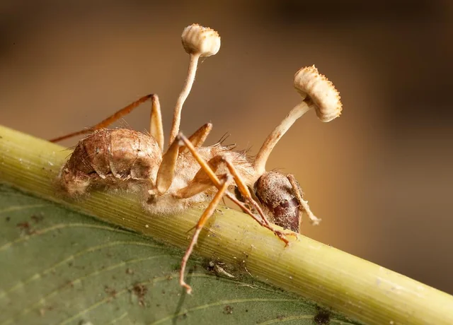 Hormiga infectada por cordyceps