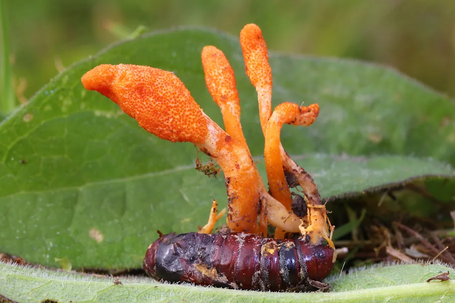 Insecto infectado por cordyceps
