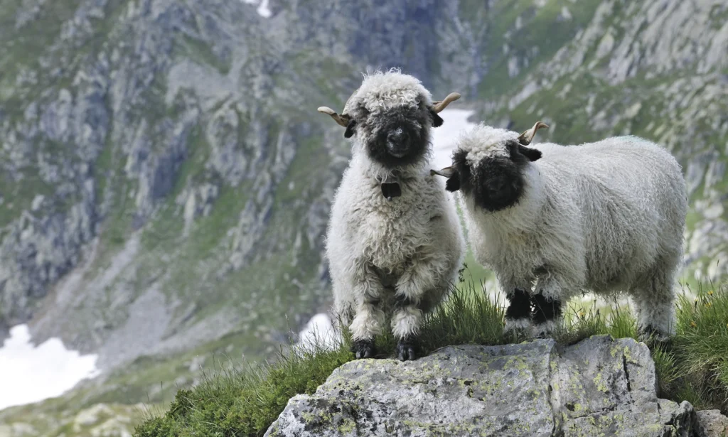 oveja valais de nariz negra