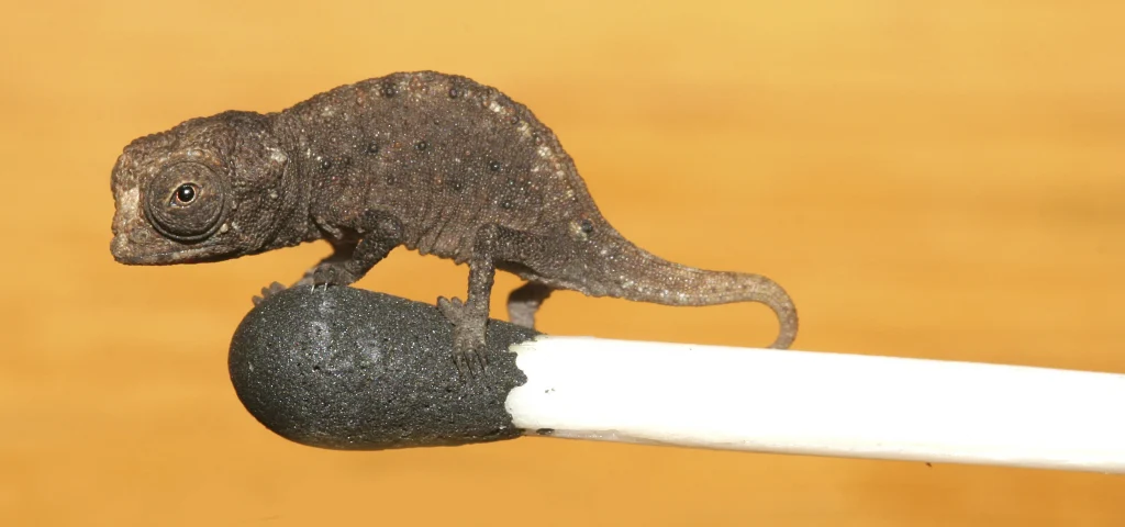camaleón nano de madagascar